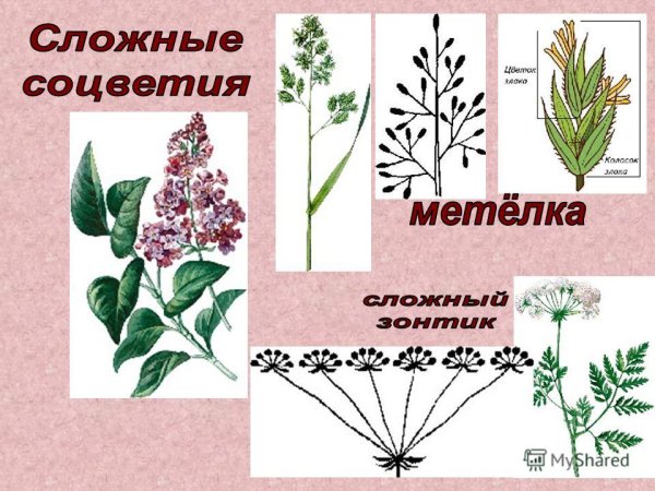 Соцветие метелка плод