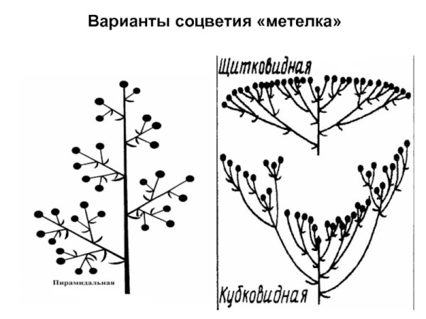 Тип соцветия пирамидальная метелка