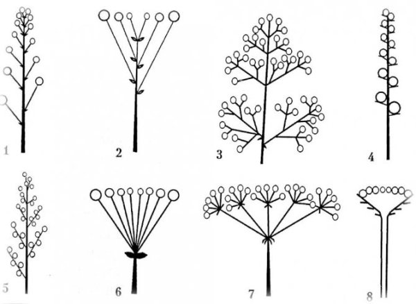Соцветие кистевидная корзинка