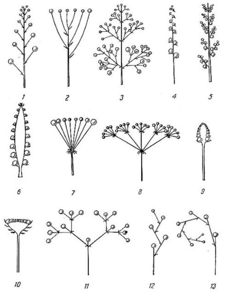 Соцветие (схема строения колоска пшеницы)