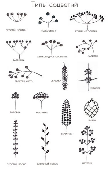 Семейство злаковые соцветие