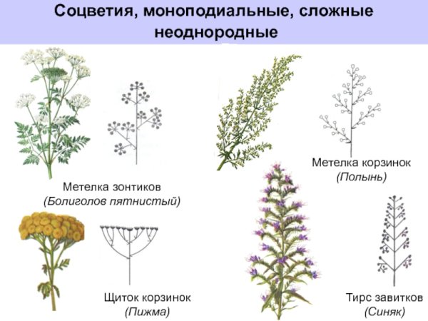 Соцветие Султан у злаковых