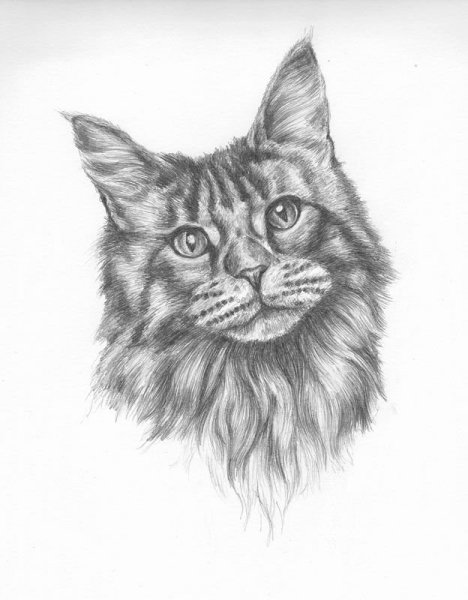 Кошка рисунок карандашом