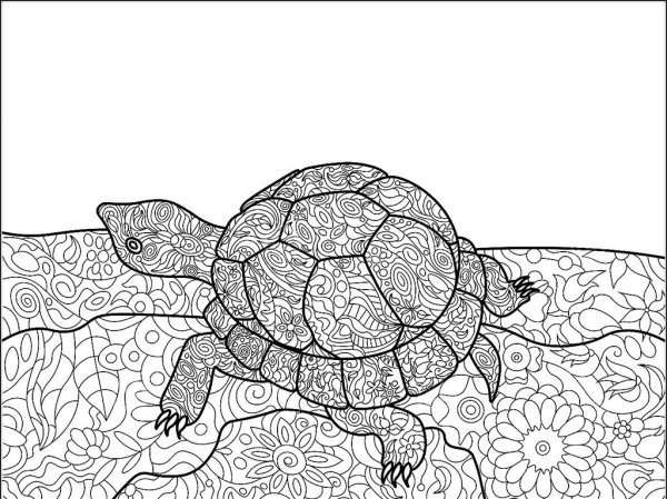 Раскраски антистресс животные черепаха
