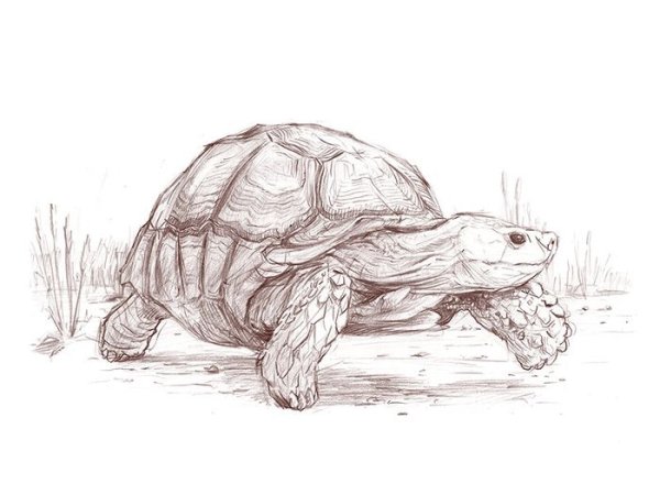 Черепаха карандашом