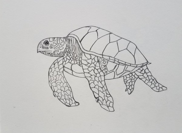 Пайтон черепаха рисование