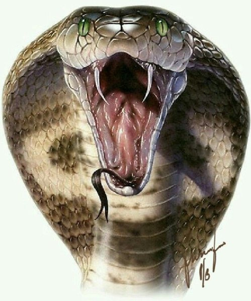 Пасть змеи Королевская Кобра