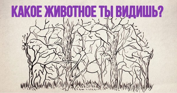 Какие животные спрятались на картинке