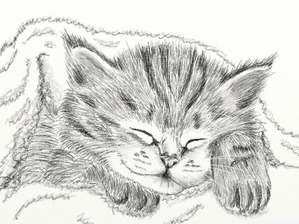 Китенок рисунок карандашом