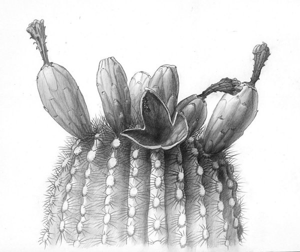 Кактус рисунок