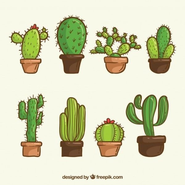 Кактусы в горшках срисовывать