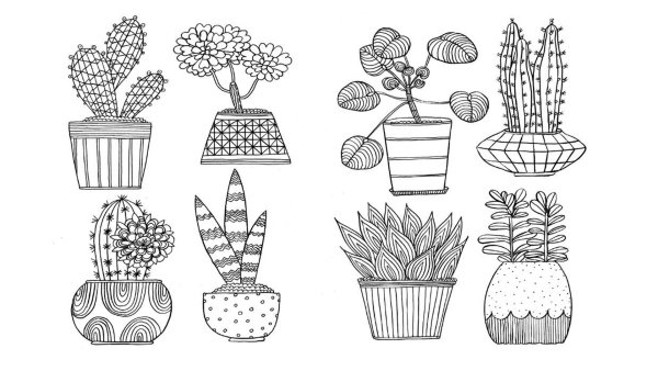 Дудлы комнатные растения