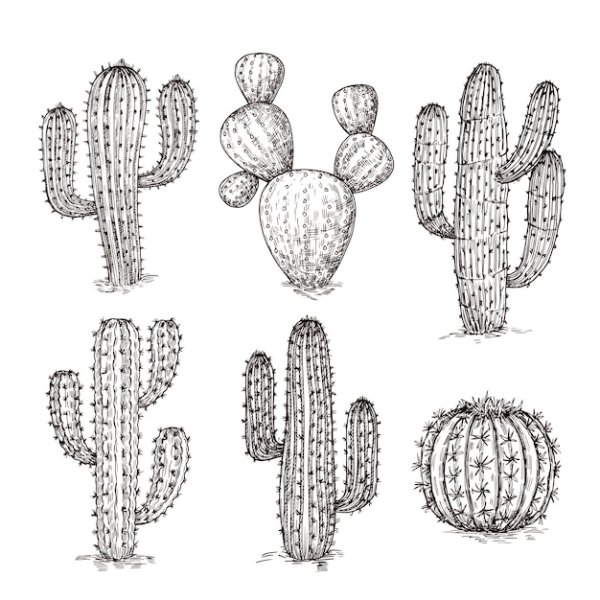 Кактус рисунок