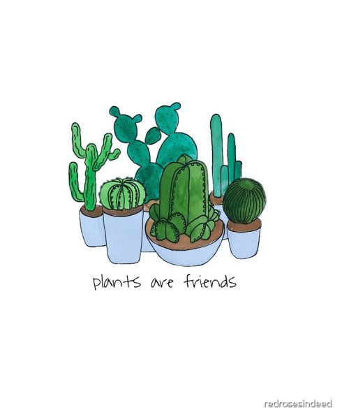 Кактусы Эстетика