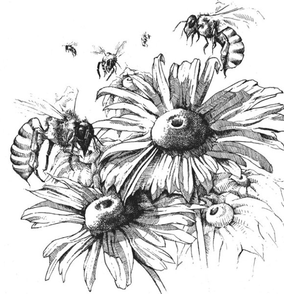 Шмель рисунок для срисовки