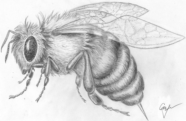 Раскраски для взрослых насекомые