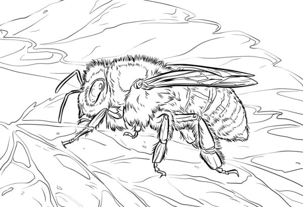 Пчела рисунок