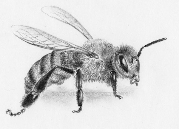 Раскраска пчелы на цветах