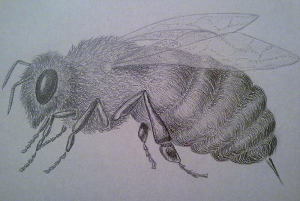 Раскраска антистресс пчела