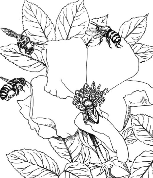 Пчела набросок