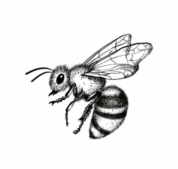 Скетч пчела милая