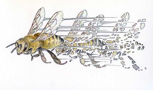 Пчеловод для гравировки