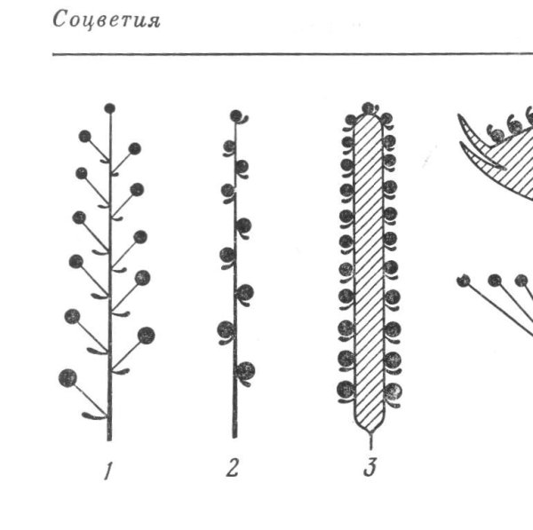 Соцветие простой Колос схема