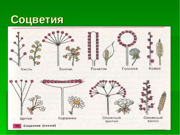 Щитковидная кисть соцветие
