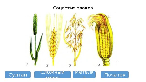 Тип соцветия семейства злаковых