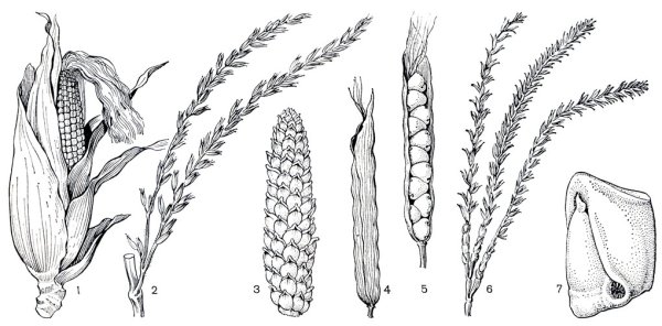 Строение соцветия кукурузы