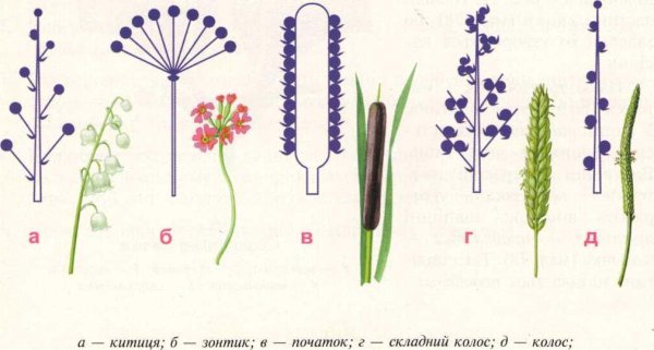 Соцветие Султан