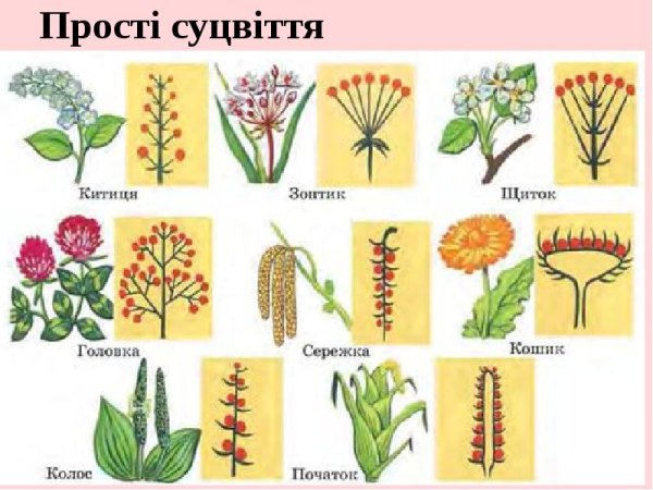 Складні суцвіття