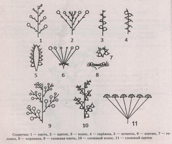 Однодольные растения Колос злаки
