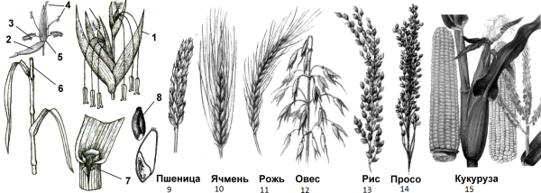 Соцветия цветковых растений