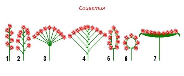 Соцветия растений схема