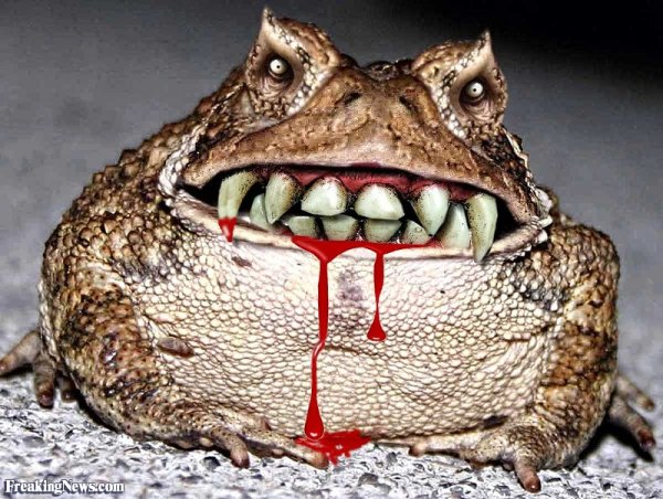 Лягушонок с зубами