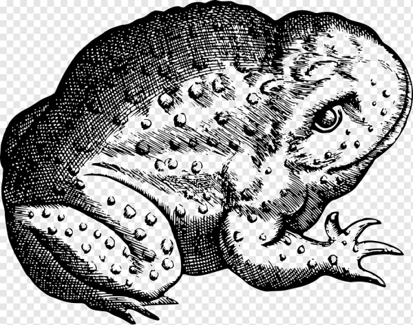 Жаба колдунья