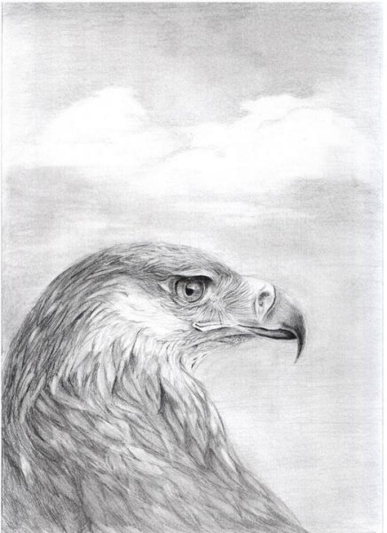 Орел карандашом
