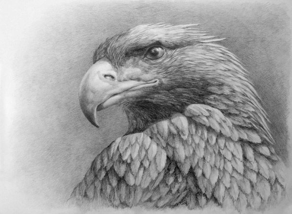 Орел зарисовка