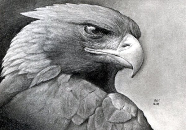Беркут карандашом