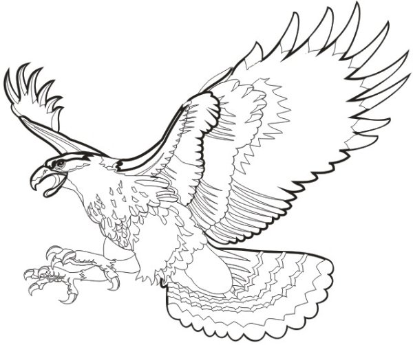 Беркут птица рисунок карандашом
