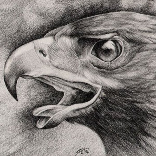 Карандашные Наброски орла