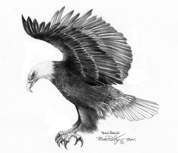 Орел зарисовка