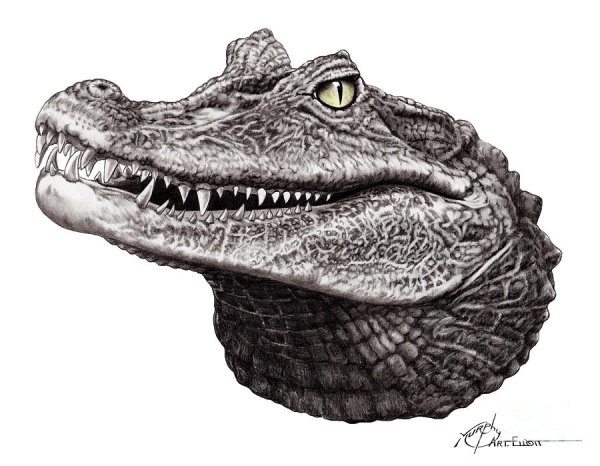 Лицо крокодила