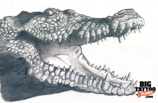 Эскиз пасти крокодила