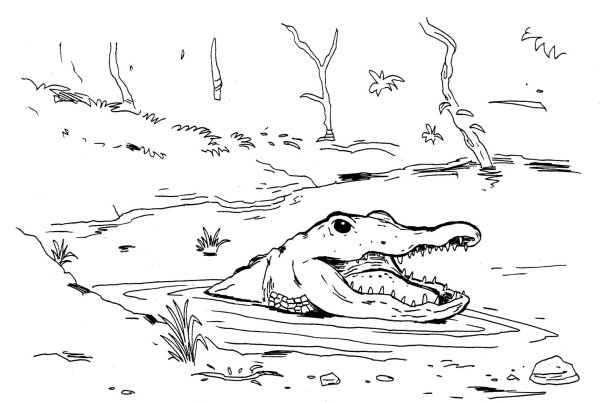 Крокодил в болоте раскраска