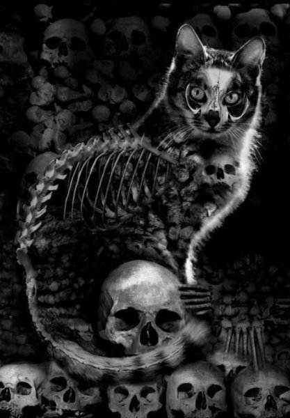 Скелет кошки арт