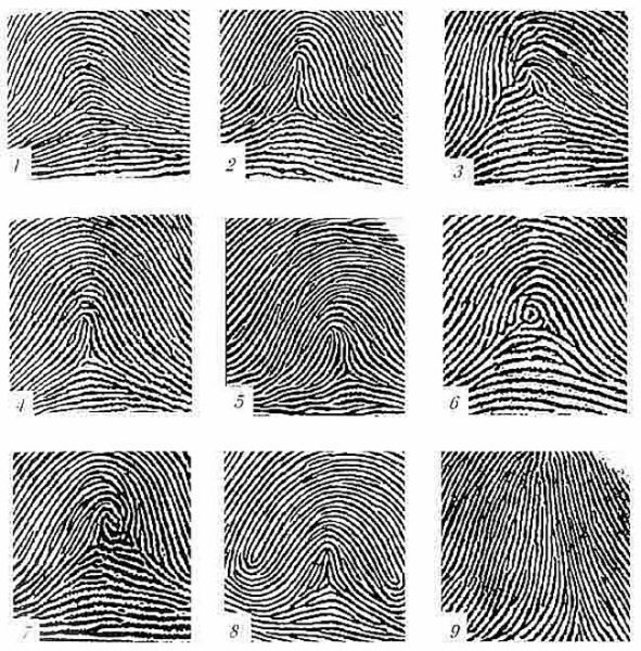 Дуговой Тип папиллярных узоров