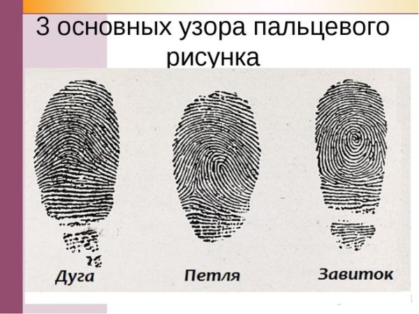 Отпечатки пальцев и вид папиллярного узора