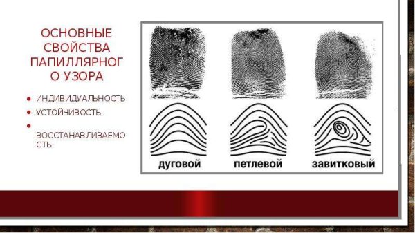 Типы папиллярных узоров и их разновидность в криминалистике